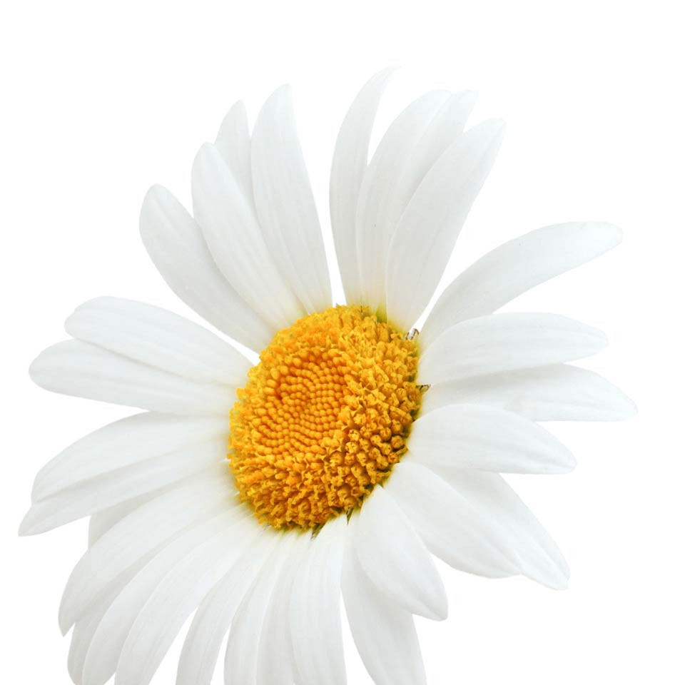 Sedmikráska chudobka